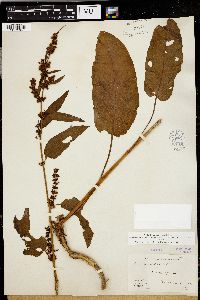 Rumex obtusifolius image