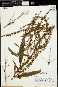 Rumex obtusifolius image