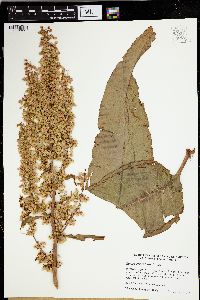 Rumex orbiculatus image