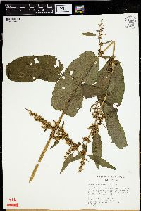 Rumex orbiculatus image