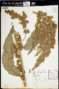 Rumex orbiculatus image