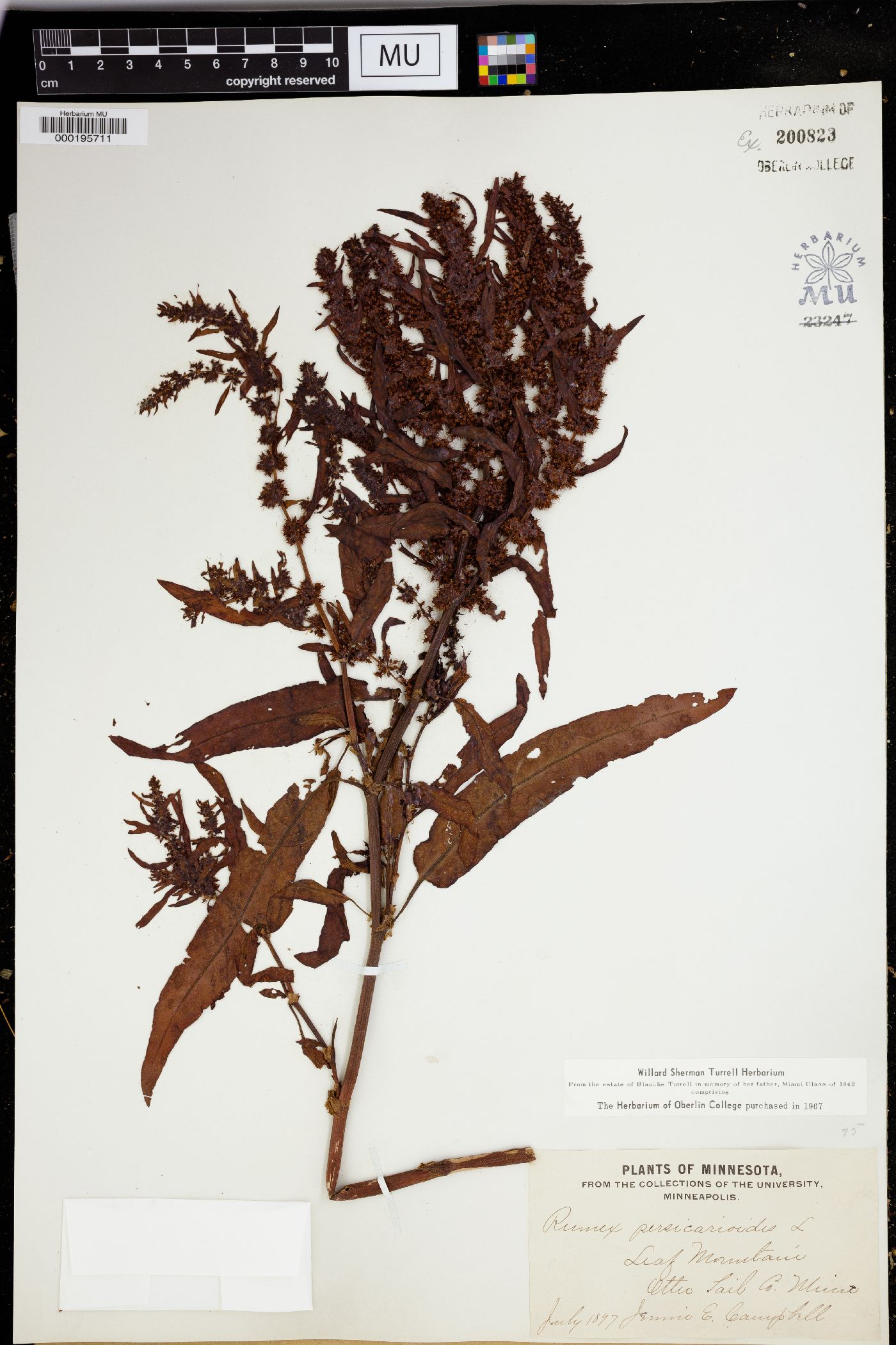 Rumex persicarioides image
