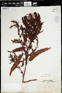 Rumex persicarioides image