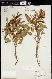 Rumex persicarioides image