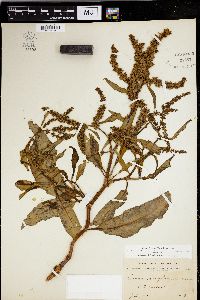 Rumex salicifolius image