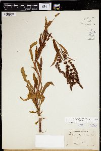 Rumex salicifolius image