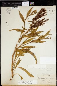 Rumex salicifolius image