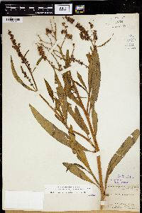 Rumex salicifolius image