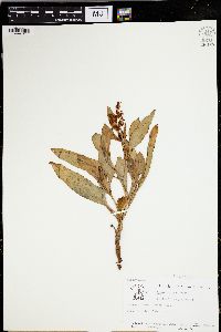 Rumex venosus image