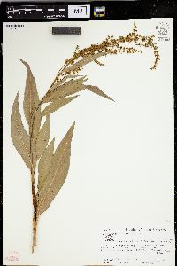 Rumex verticillatus image