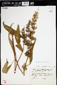 Rumex verticillatus image