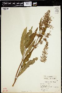 Rumex verticillatus image