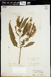 Rumex verticillatus image