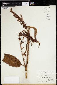 Rumex verticillatus image