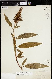 Rumex verticillatus image