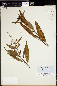 Rumex verticillatus image