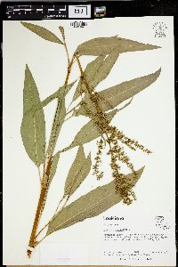 Rumex verticillatus image