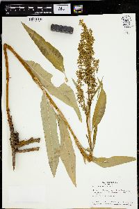 Rumex verticillatus image