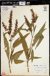 Rumex verticillatus image