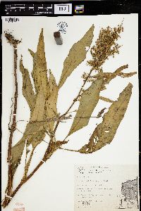 Rumex verticillatus image