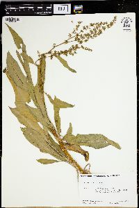 Rumex verticillatus image