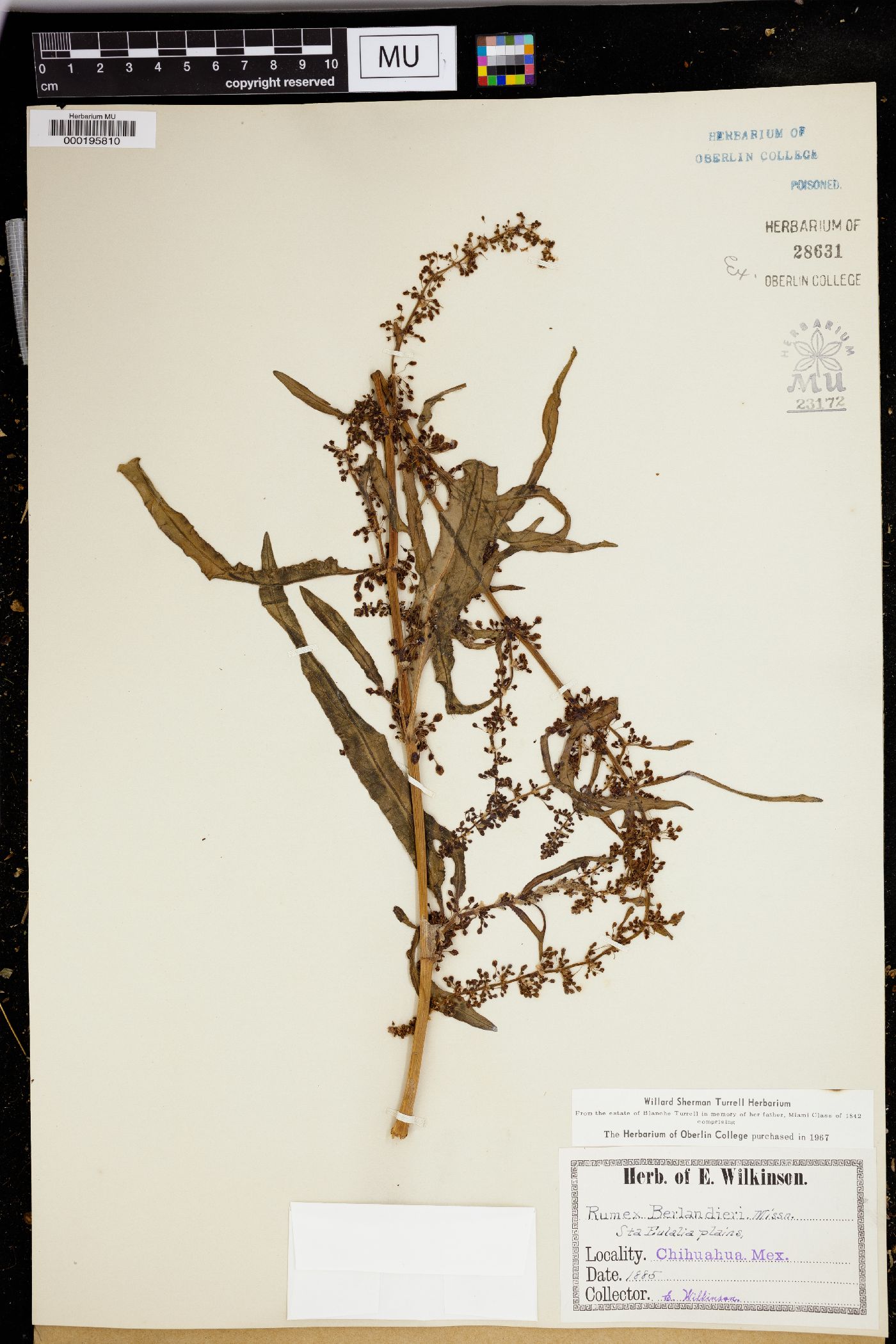 Rumex berlandieri image