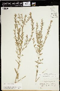 Lythrum dacotanum image