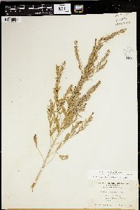 Lythrum lanceolatum image