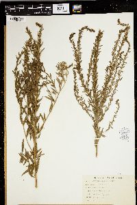 Lythrum lanceolatum image