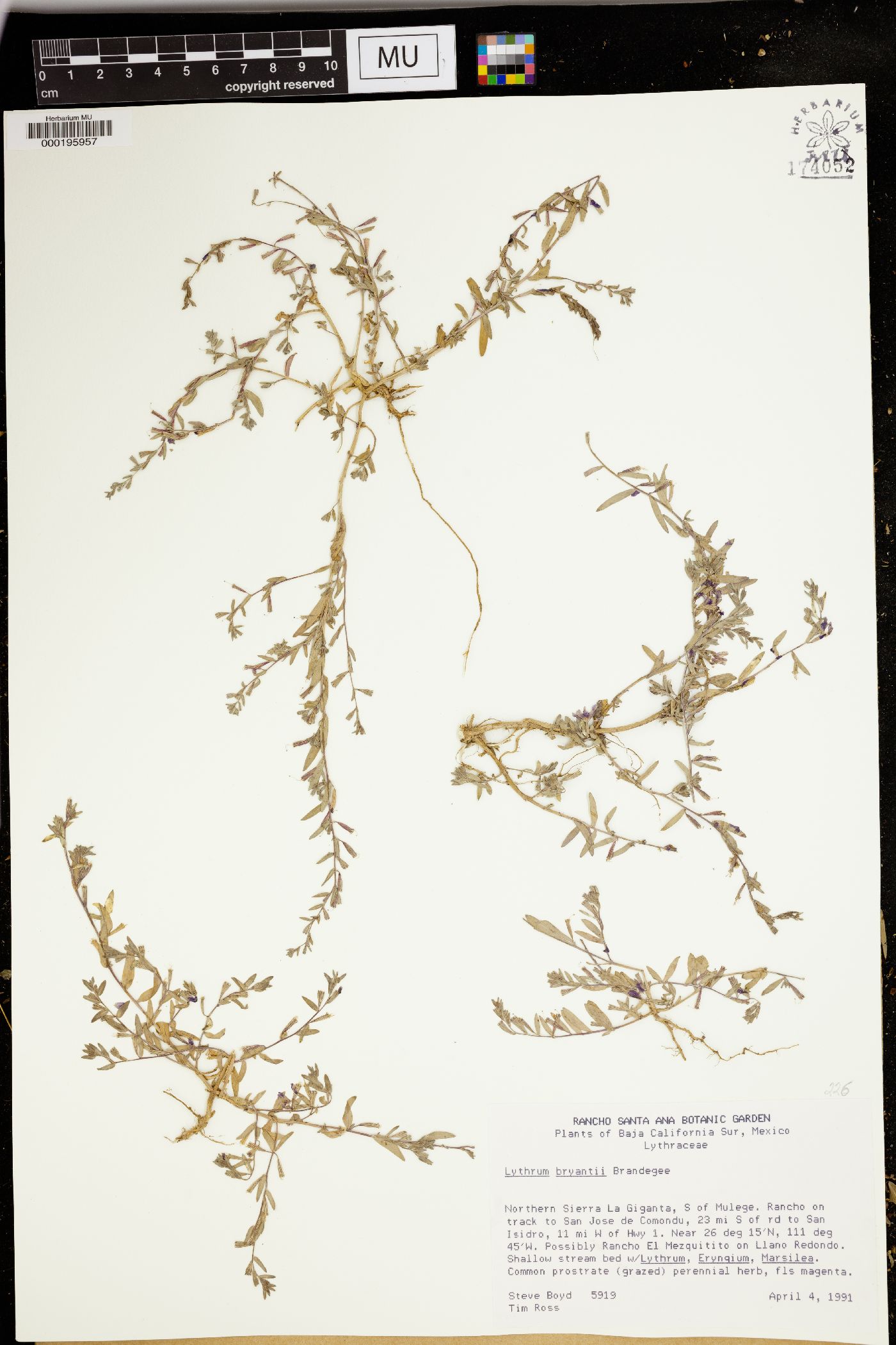 Lythrum bryantii image