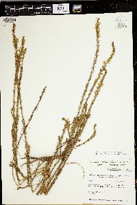 Lythrum acinifolium image