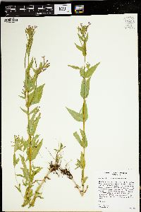 Epilobium anagallidifolium image