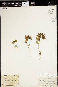 Epilobium anagallidifolium image