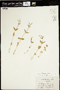 Epilobium anagallidifolium image