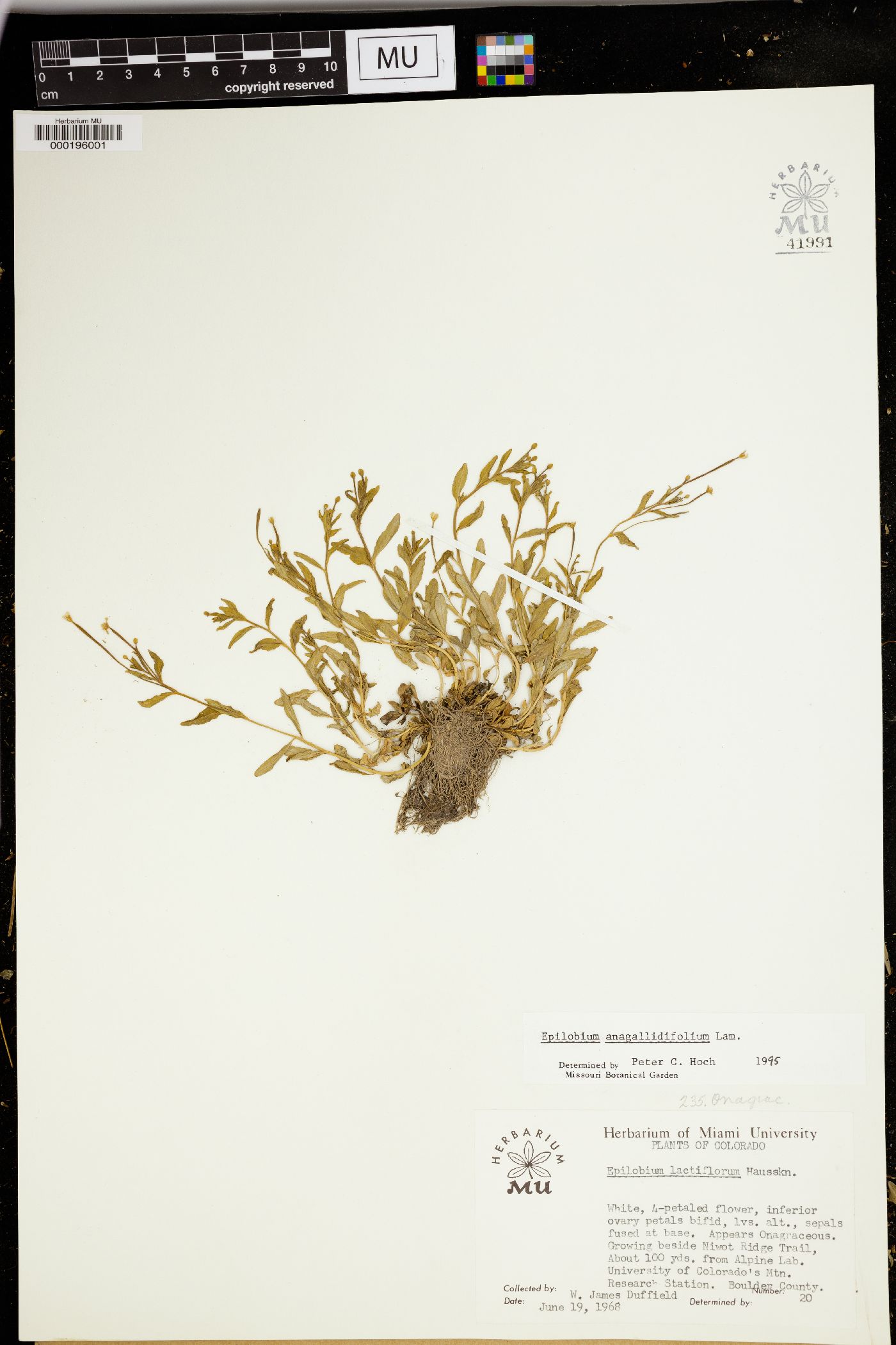 Epilobium anagallidifolium image