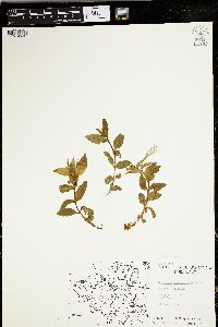 Epilobium behringianum image