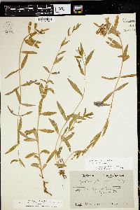 Epilobium glaberrimum image