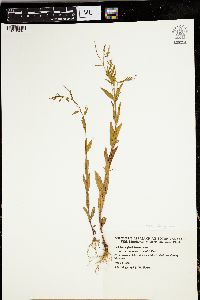 Epilobium ciliatum subsp. glandulosum image