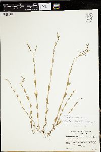 Epilobium halleanum image