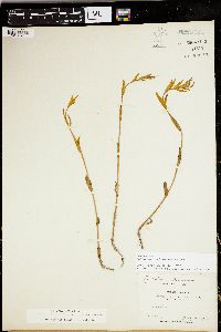 Epilobium halleanum image