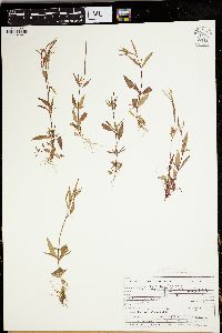 Epilobium hornemannii image