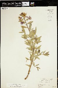 Chamerion latifolium image