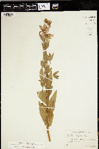 Chamerion latifolium image