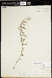 Epilobium leptophyllum image