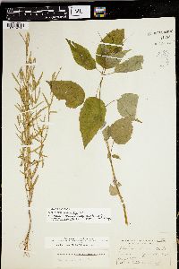 Epilobium leptophyllum image