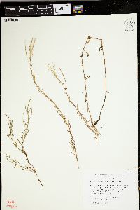 Epilobium leptophyllum image