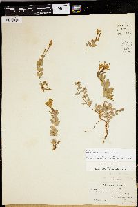 Epilobium obcordatum image