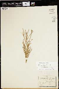 Epilobium strictum image