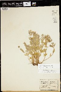 Epilobium suffruticosum image