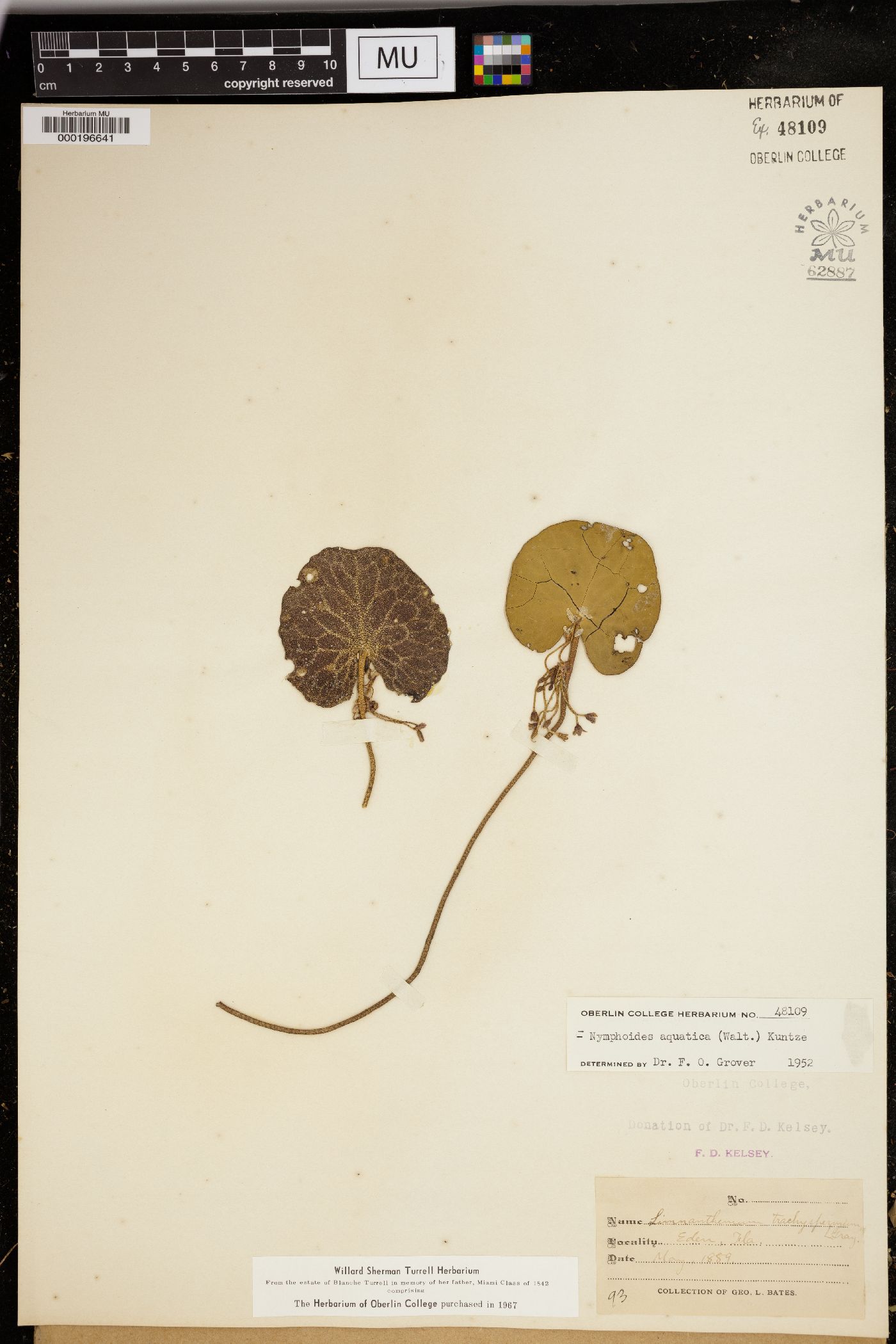 Nymphoides aquatica image